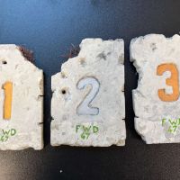 Troph�es de d�cor par Le Taxidermiste